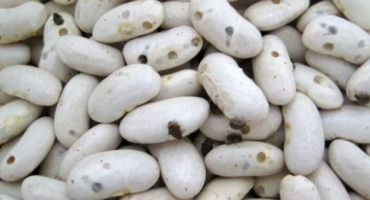 Co dělat, když jsou ve fazolích chyby, jak se jich zbavit a jak se s nimi vypořádat